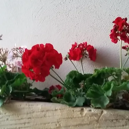 Holiday Lodging - 3 Bedroom - * Сент-Полс-Бей